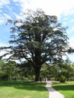 cedrus libani